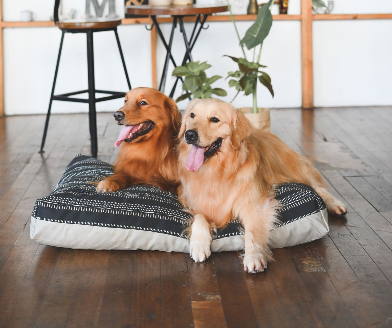 Beds Dogs Love | Bow House